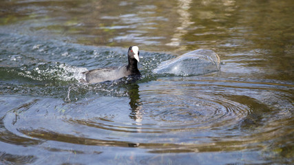 Blässhuhn im Wasser