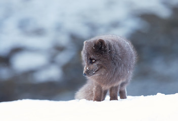 Close up of an Arctic fox standing in the snow