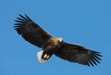 Close up of a White-tailed sea Eagle in flight