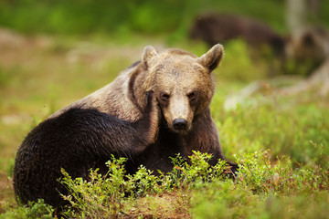 Naklejka na ściany i meble Close up of an Eurasian brown bear scratching its head