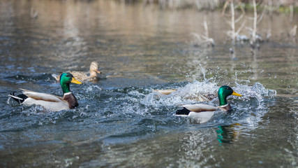 Stockenten im Wasser