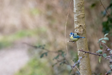 Blue Tit Perched