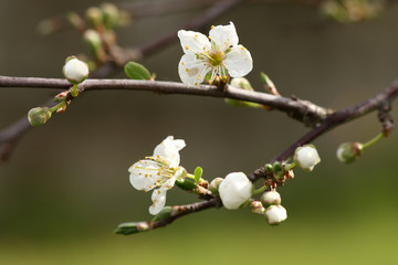 flowers in a branch of a plum