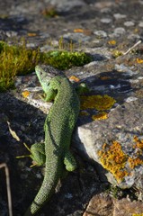 Lézard vert occidentale (Lacerta bilineata)