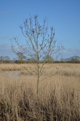 Arbre devant un marais de roseaux