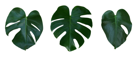 Monstera plant leaves, the tropical evergreen vine isolated on white background, clipping path...