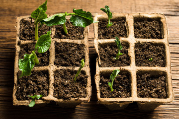 seedlings in peat pots. Baby plants seeding on wooden background