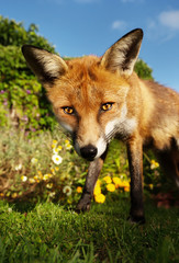 Close up of a Red fox standing in the garden with flowers