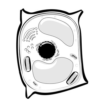 Plant cell structure. black and white Vector. line icon.