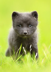 Close up of an Arctic fox cub in the grass field