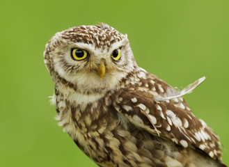 Close up of a Little owl against green background