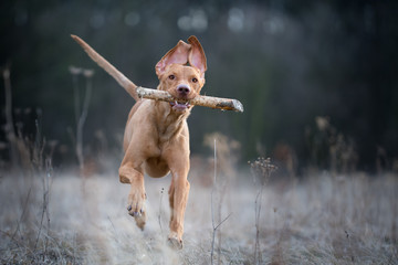 Running crazy portrait of vizsla hunter dog