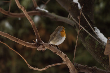 Pettirosso in inverno sulla neve