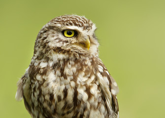 Close up of a Little owl against green background