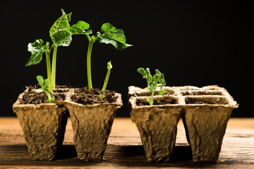 seedlings in peat pots. Baby plants seeding, black background