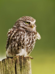 Close up of a Little owl perching on a log