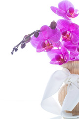 beautiful Phalaenopsis orchid flowers