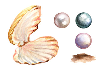 Pearls and shell set. Hand drawn watercolor illustration  isolated on white background