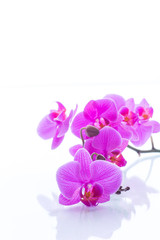 Fototapeta na wymiar beautiful Phalaenopsis orchid flowers