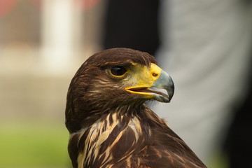 bussard