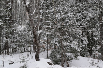 Snowy Forest in Maine