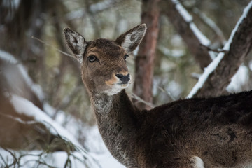 Ritratto di daino sulla neve