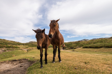 Cheval - Jument et son poulain au plateau du Coscione