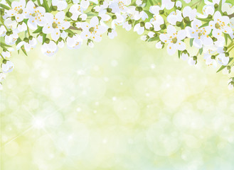 Obraz na płótnie Canvas Vector blossoming branches of apple tree, spring background.