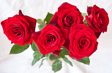 Beautiful fresh red roses with green leaves on a light background.