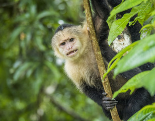 Fototapeta premium White-faced monkey, Tortuguero, Costa Rica