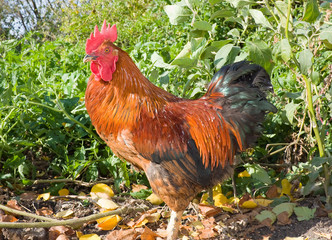 Beautiful red rooster on a background of green grass