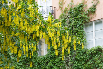 Fototapeta na wymiar Yellow bean tree or golden chain tree in front of a house