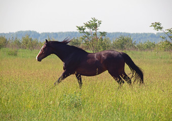 The thoroughbred horse gallops on a high grass