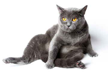 Obraz premium Portrait of a British Shorthair cat sitting on the back, on a white background