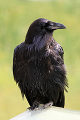 Closeup portrait of a raving with a green background