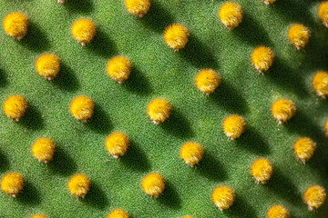 Close up of Opuntia microdasys cactus plant with polka-dot like pattern created by the yellow...