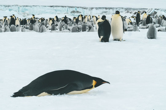 Emperor Penguin Colony - Antarctica