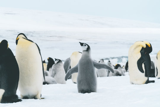 Young Emperor Penguin - Antarctica