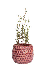 cactus in flowerpot isolated on white