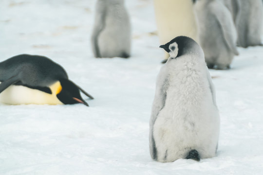 Fuzzy Baby Emperor Penguin - Antarctica