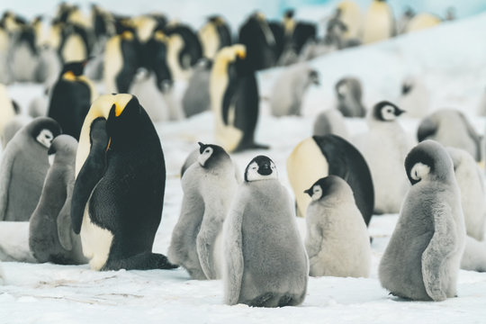Baby Emperor Penguins in their Colony - Antarctica