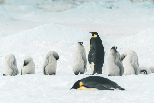 Emperor Penguins with Babys - Antarctica
