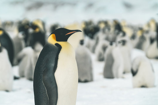 Emperor Penguin in front of its Colony - Antarctica