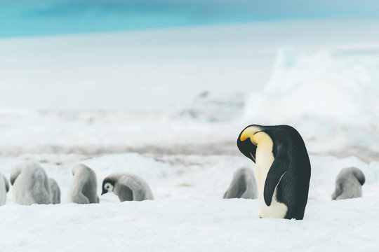 Adult Emperor Penguin cleaning itself - Antarctica
