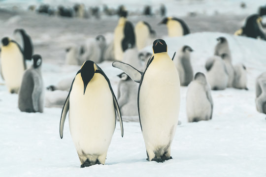 Pair of Adult Emperor Penguins - Antarctica