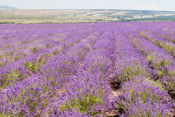 Obraz na płótnie Canvas Field of blooming lavender