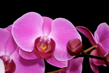 Naklejka na ściany i meble Orchid,1