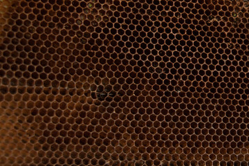 natural texture of honeycombs