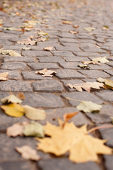 stone pavement in autumn