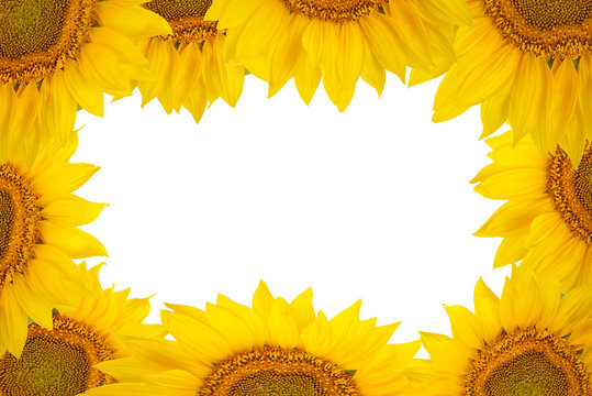 Frame of large sunflower flowers isolated on white background.